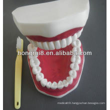 New Style Medical Dental Care Model,tooth care model teeth and dental models